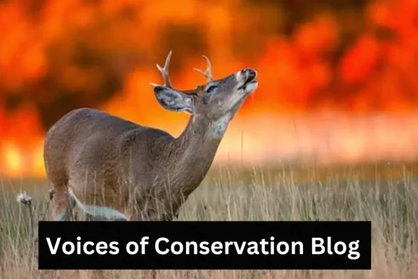 Voices of Conservation Blog