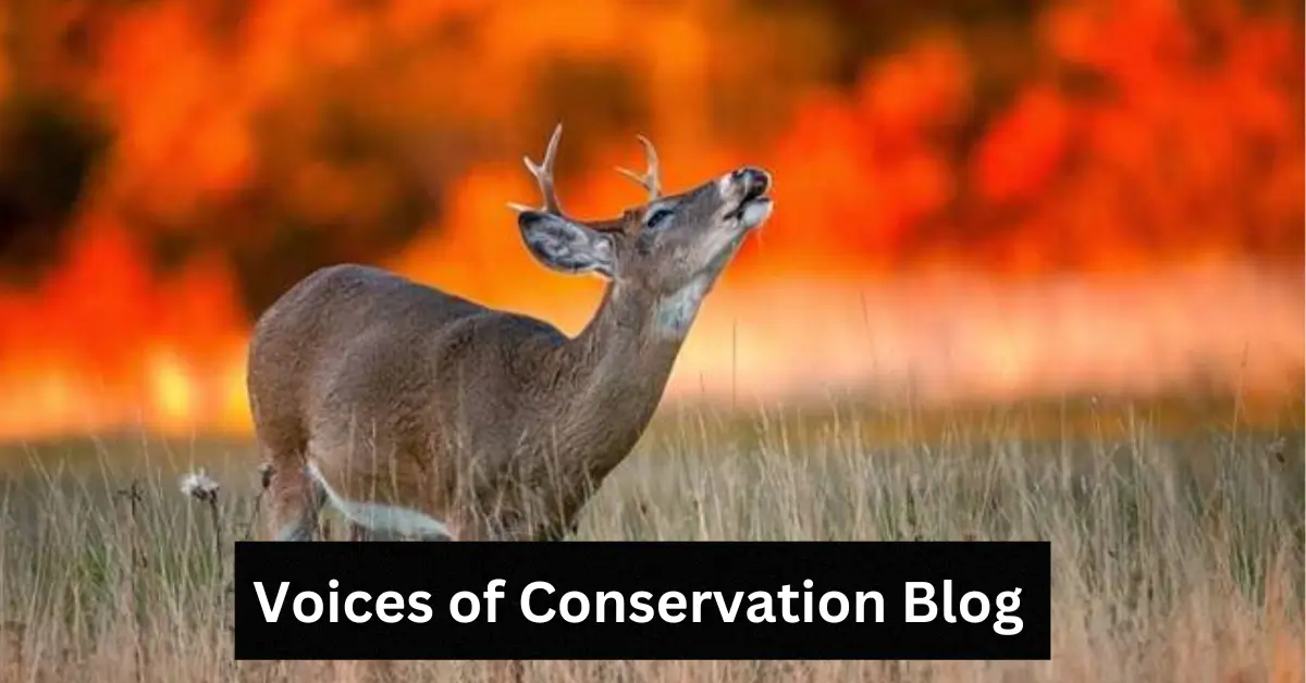 Voices of Conservation Blog