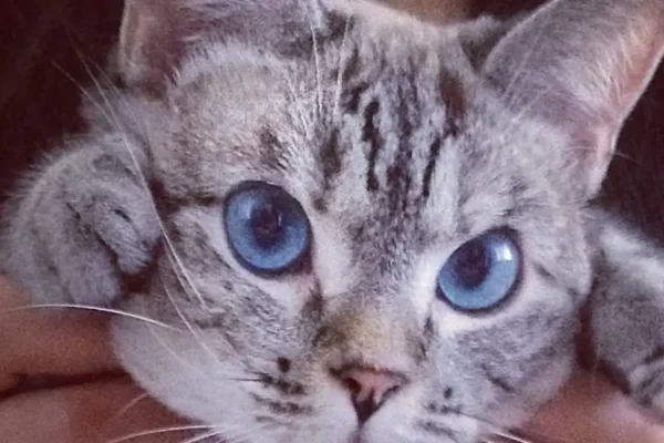 meet nala cat: the instagram star with a ton of fo - tymoff