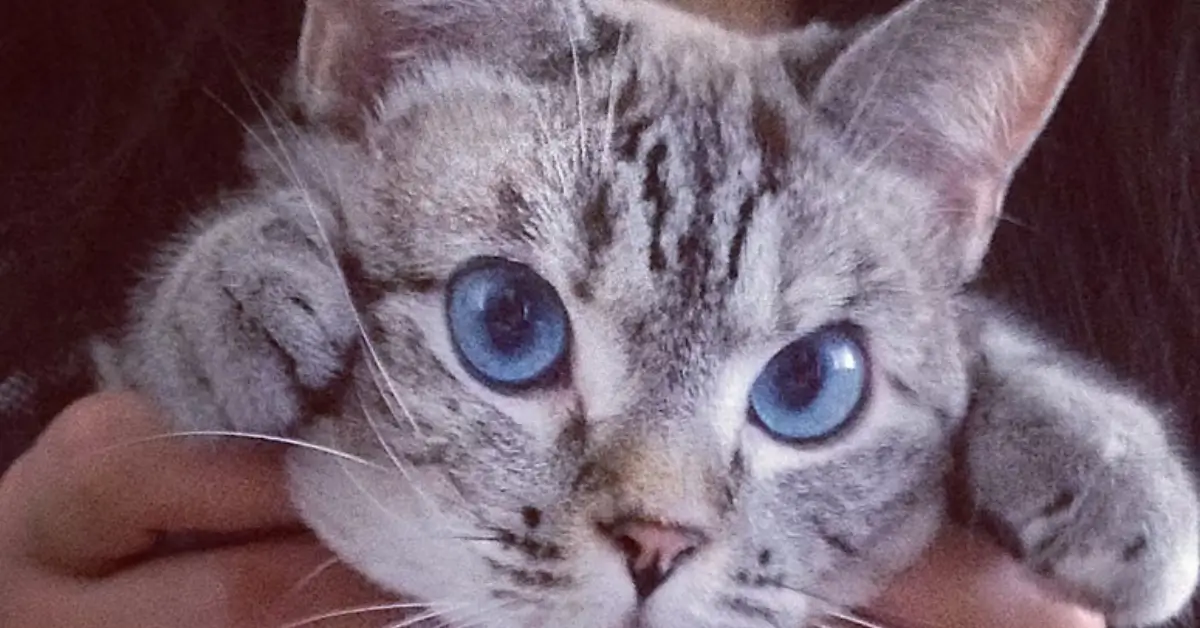 meet nala cat: the instagram star with a ton of fo - tymoff